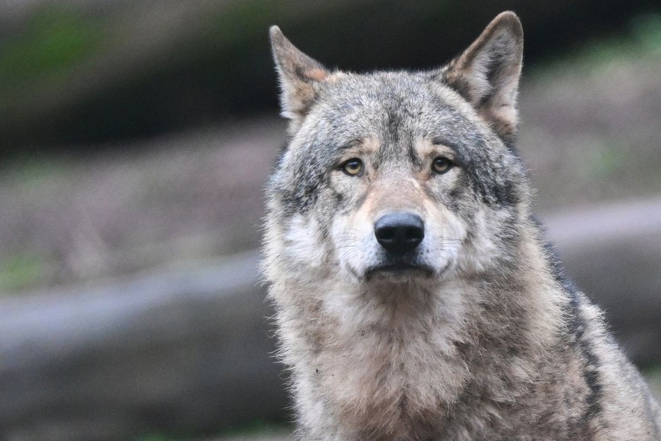Wolf-Abschuss sorgt für Streit: Naturschutzverein zieht vor Gericht