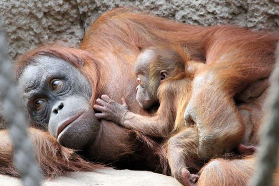 Im Jahr 2017 war der kleine Orang-Utan im Zoo Leipzig auf den Namen Martok getauft worden. (Archivbild)