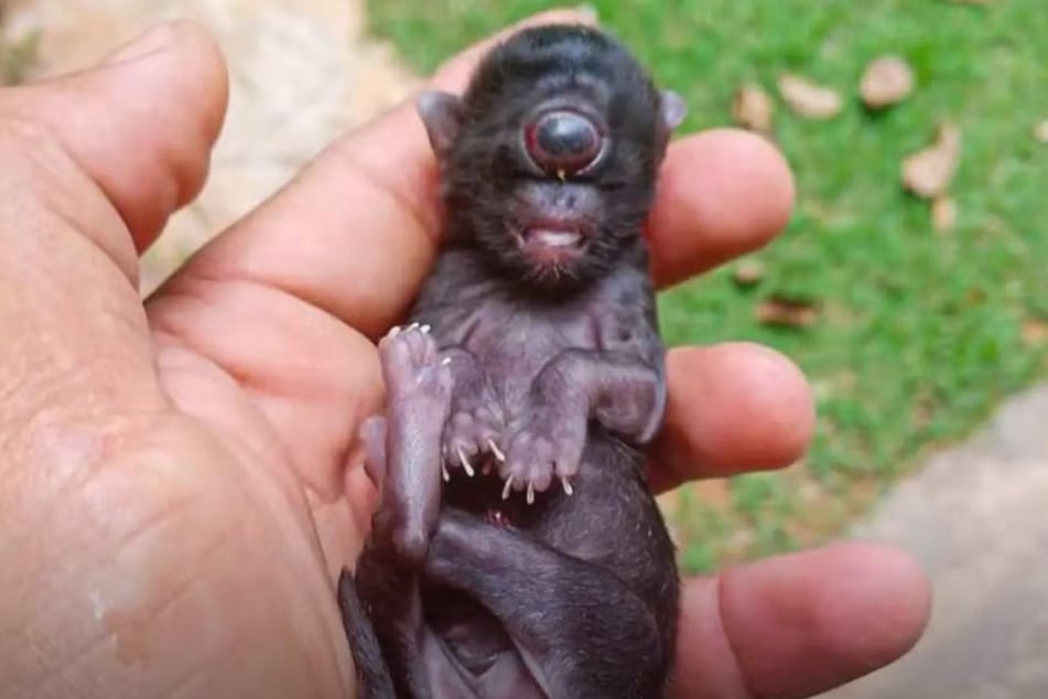 In Brasilien kam diese besondere Katze auf die Welt. Das Tier, das zwei Tage später verstarb, litt unter Zyklopie.