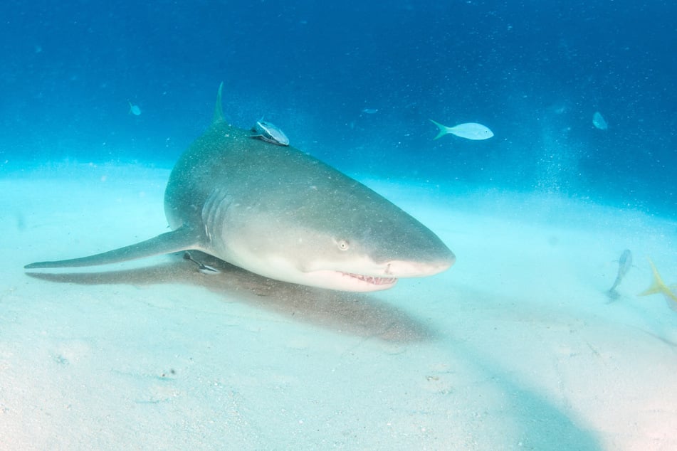 Three young women were victims of shark attacks in Florida on Friday (stock image).