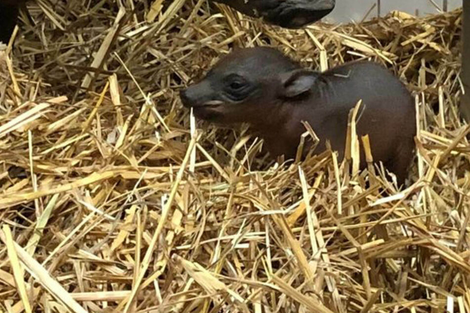 Das seltene Hirscheber-Junges kam am 3. März 2021 im Wuppertaler Zoo zur Welt. Es ist gesund und putzmunter, wie der Zoo am Dienstag mitteilte.