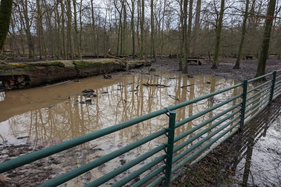 Auch Teile des Wildparks im Leipziger Süden sind von Hochwasser betroffen.