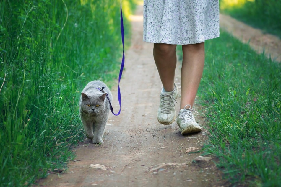 You've probably seen a cat being walked, but should try it with yours?