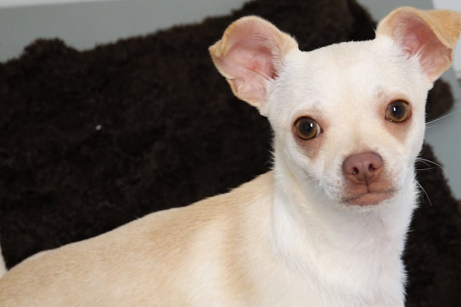 Wie kann man nur so grausam sein? Hund Bimbi durch offenes Fenster entsorgt