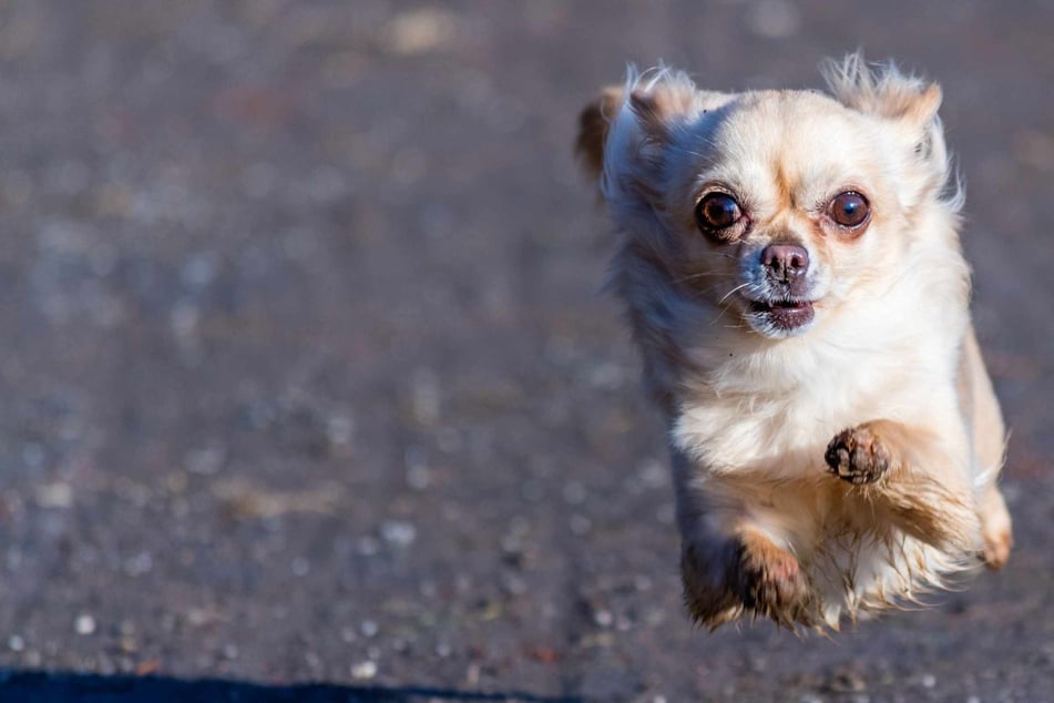 Chihuahua chase paralyzes New York highway in viral dog rescue