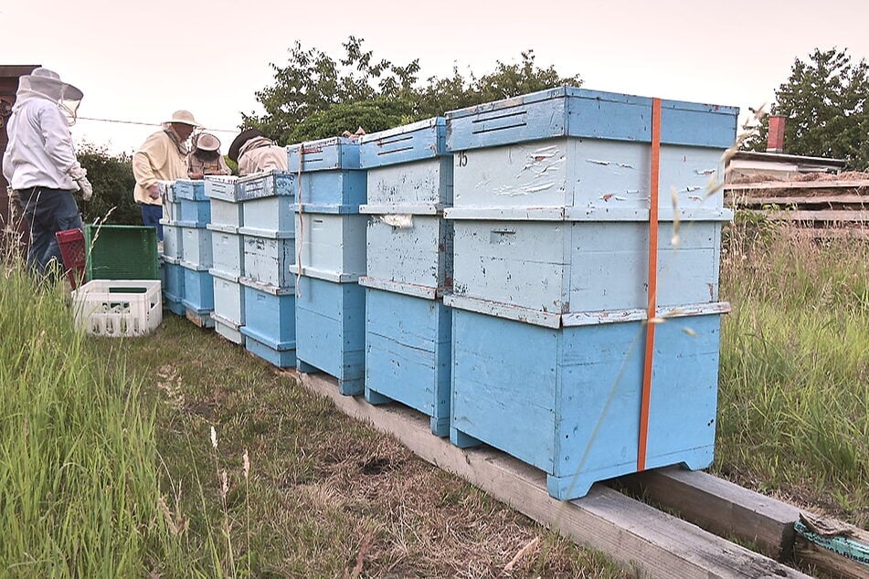 Privat-Imker dürfen laut Gesetz fünf bis sechs Bienenvölker halten.