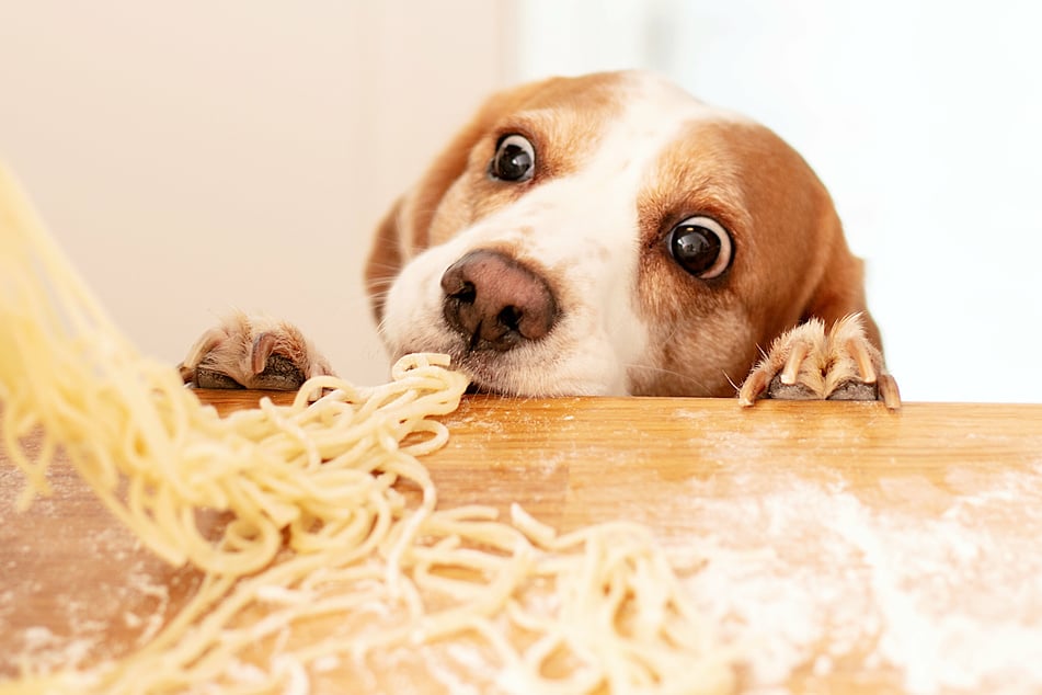 Klauen Hunde Lebensmittel, dann fressen sie auch Speisen, die gesundheitsschädlich für das Tier sein können.