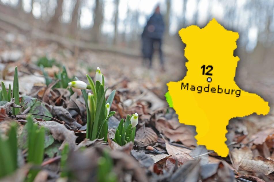 Es geht weiterhin Richtung Frühling: Sachsen-Anhalt erwartet milde Tage. (Symbolbild)