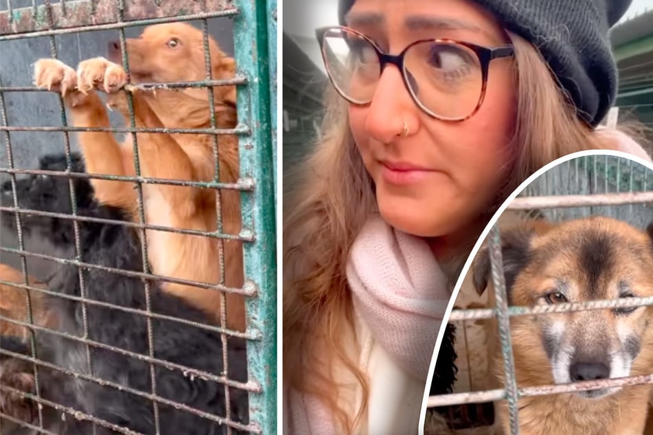 Tierschützerin kann nicht mehr wegschauen: Betreiber von "Tötungsstation" will Hunde-Mord zu Weihnachten