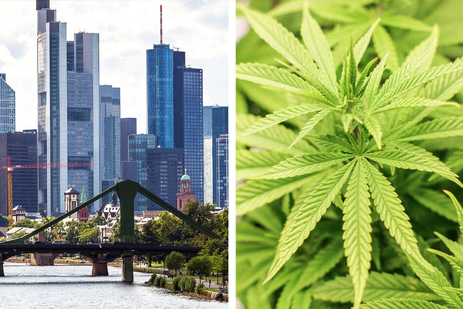 In Frankfurt am Main soll nach den Plänen der Stadtverwaltung der legale Verkauf von Cannabis mit einem Modellprojekt getestet werden.