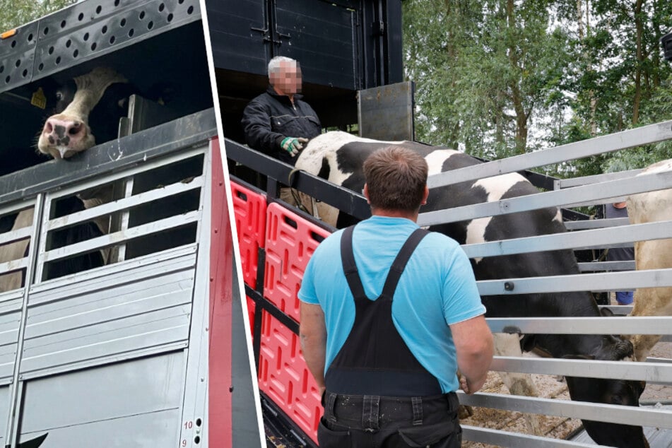 Chemnitz: Kaum Platz für die armen Tiere! Rindertransport auf A4 bei Chemnitz gestoppt