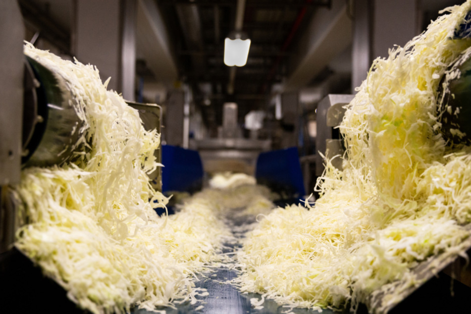 Die Produktion von Sauerkraut bei der Firma Hengstenberg aus Esslingen.