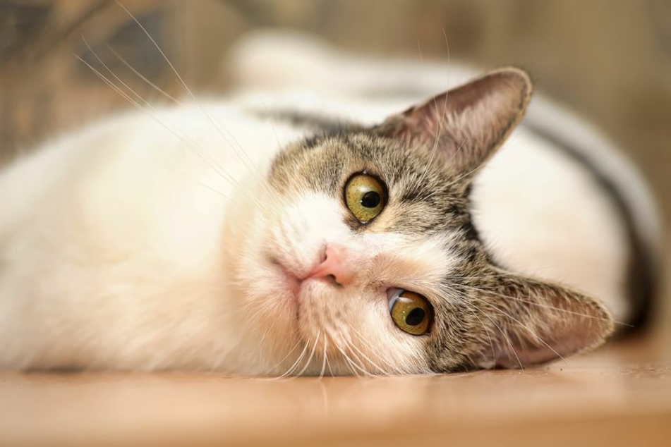 A cat has been reunited with its owners after nearly 14 years (stock image).