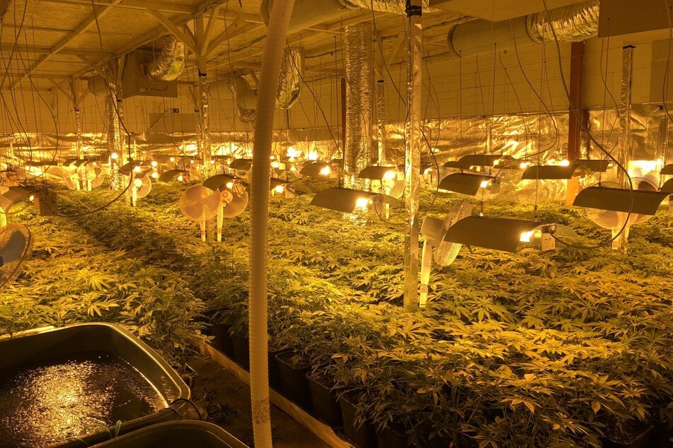 Rund 1100 Cannabis-Pflanzen wachsen in der Lagerhalle in Metjendorf.