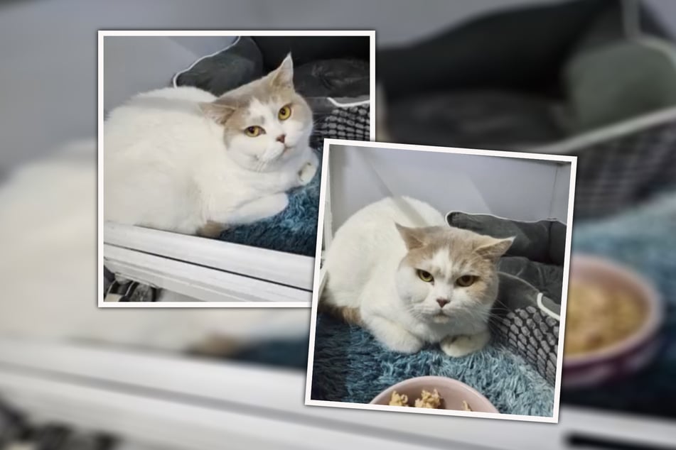 Quinn sucht ein Zuhause, in dem er nicht nur aufgrund seiner Rasse erwünscht ist.