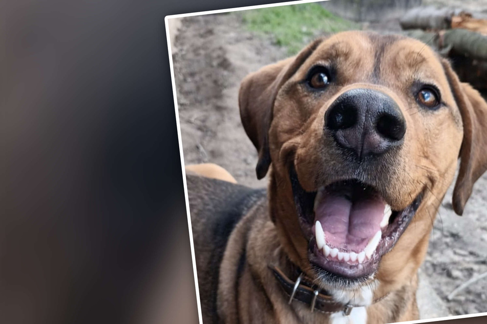Hund "mit riesengroßem Herzen" sitzt seit Monaten im Tierheim: Wie lange muss er noch warten?