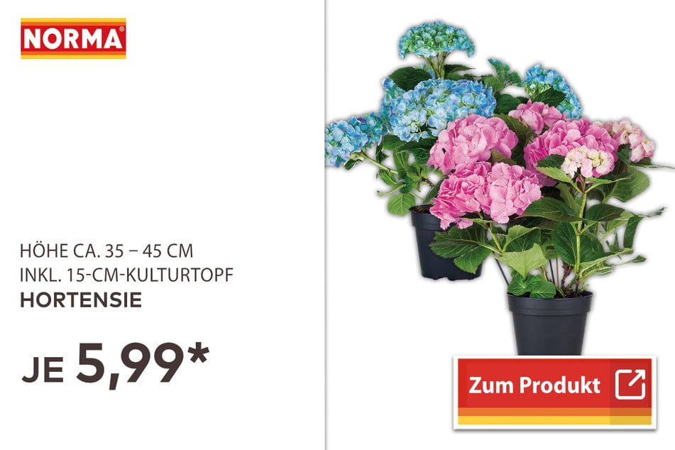 Hortensien in verschiedenen Farben für 5,99 Euro.