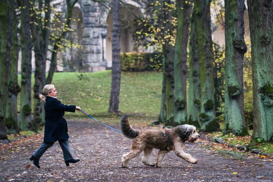 Hündin Bärbel zieht Anwältin Eva Schatz über den Leipziger Südfriedhof.