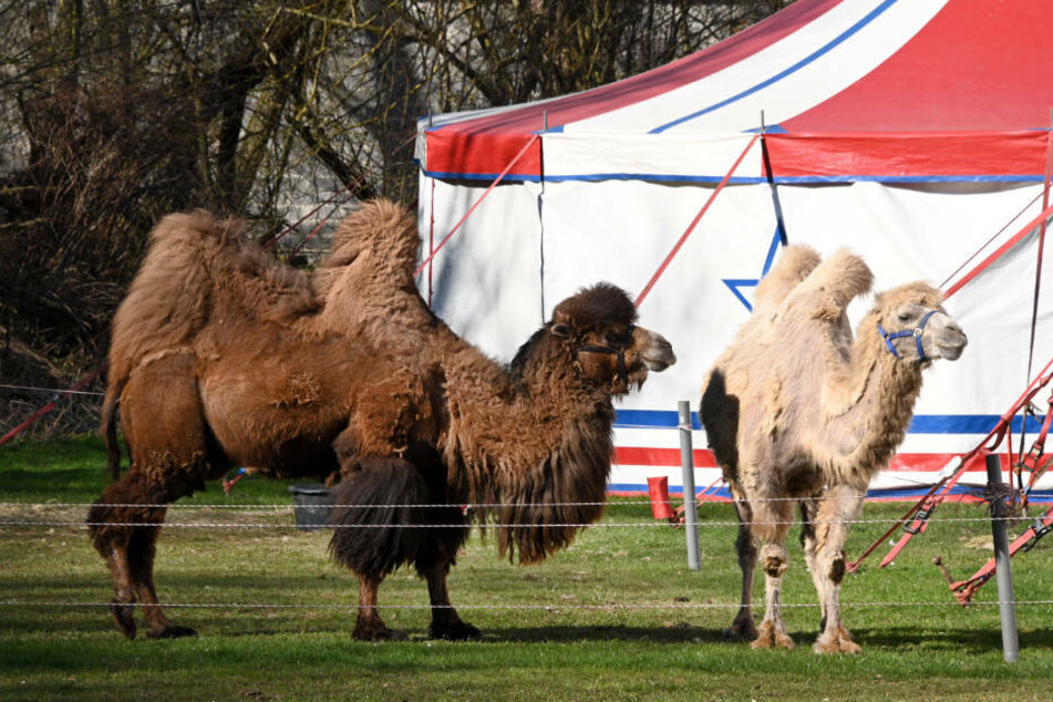 Dutzende Tiere sind gestrandet.