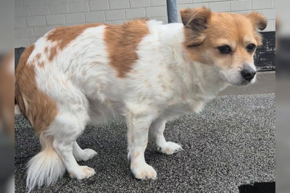 Siedząc w frankfurckim schronisku dla zwierząt, Bobo czeka, aż znajdzie nowy dom, w którym będzie mógł spędzić resztę życia.