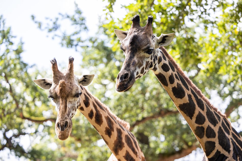 Vor ihrem Tod gab es insgesamt zwei Giraffen im Zoo Hannover. (Archivfoto)