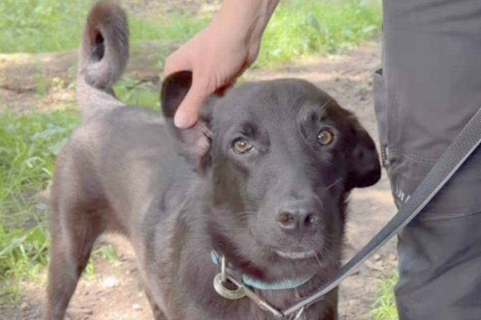 Hund Seby sucht derzeit nach einem neuen Zuhause.