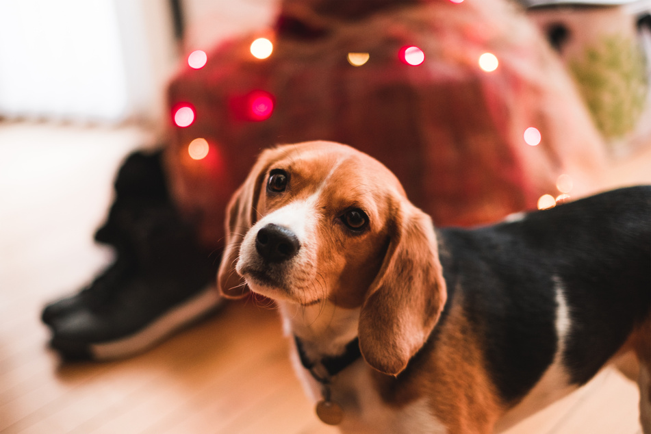 Beagles are ridiculously cute, loyal, and friendly.