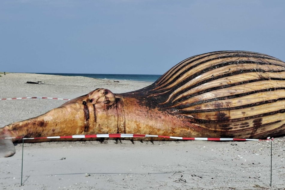 Am Donnerstag soll die Obduktion des Tieres am Strand der dänischen Insel Anholt stattfinden.
