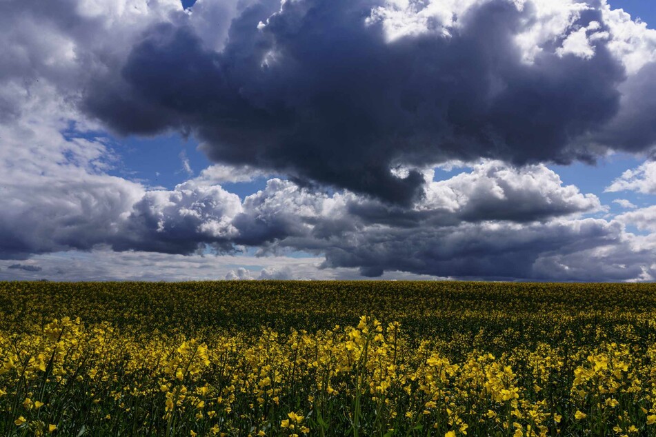 Dunkle Gewitterwolken türmen sich hinter einem Rapsfeld auf, auf das Sonnenstrahlen fallen. (Archivbild)