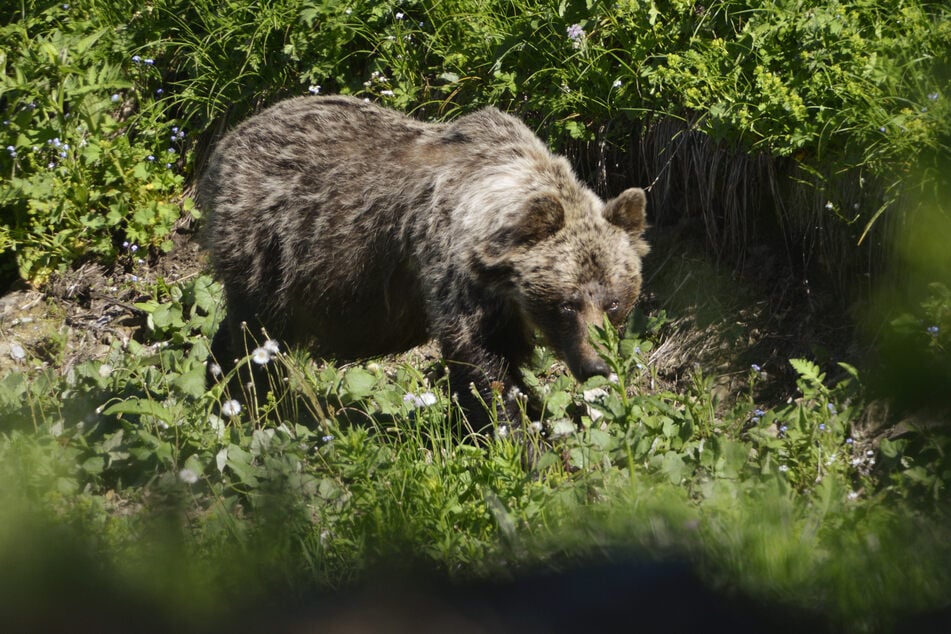 Bären sind auf der Südseite der Alpen wieder heimisch, doch die Tiere können weit wandern. (Archiv)