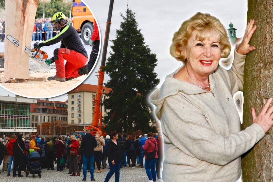 Striezelmarkt kann kommen: Veitchs-Tanne schmückt Dresdner Zentrum