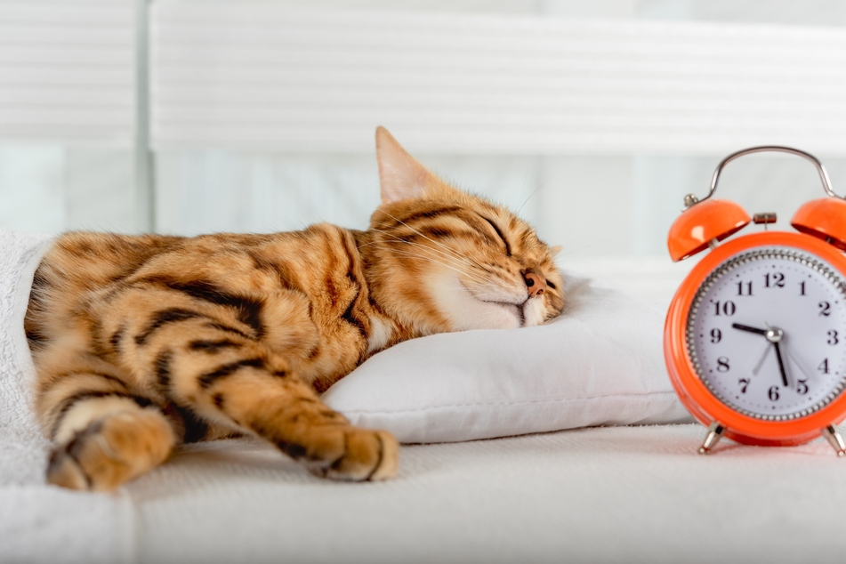 Wie lange schlafen Katzen und wie viel Schlaf ist noch normal?
