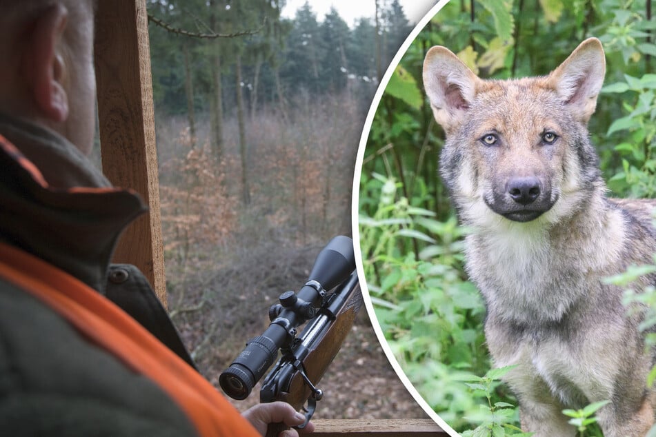 Wölfe: Wieder zwei tote Tiere: Gibt es in der Lausitz illegale Wolfs-Jagden?