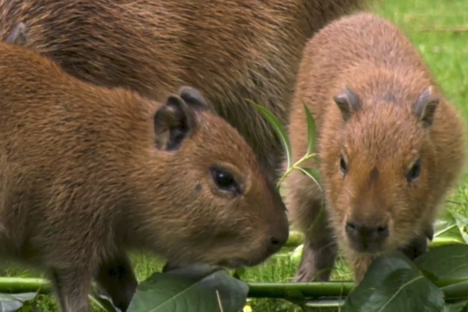 Im Berliner Zoo sind zwei kleine Capybaras auf die Welt gekommen.