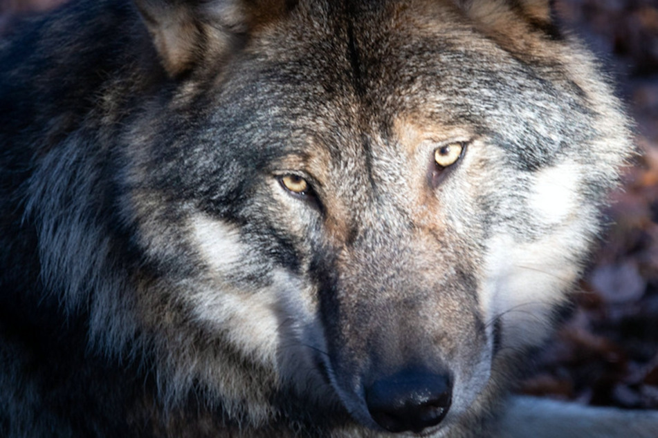 Wölfe: Münchner überfährt Wolf auf Tiroler Autobahn