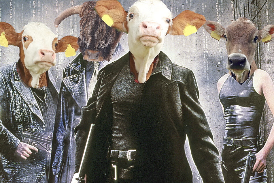 Moo, Moopheus, Cowpher, and... um, Trinity, star in The Mootrix.