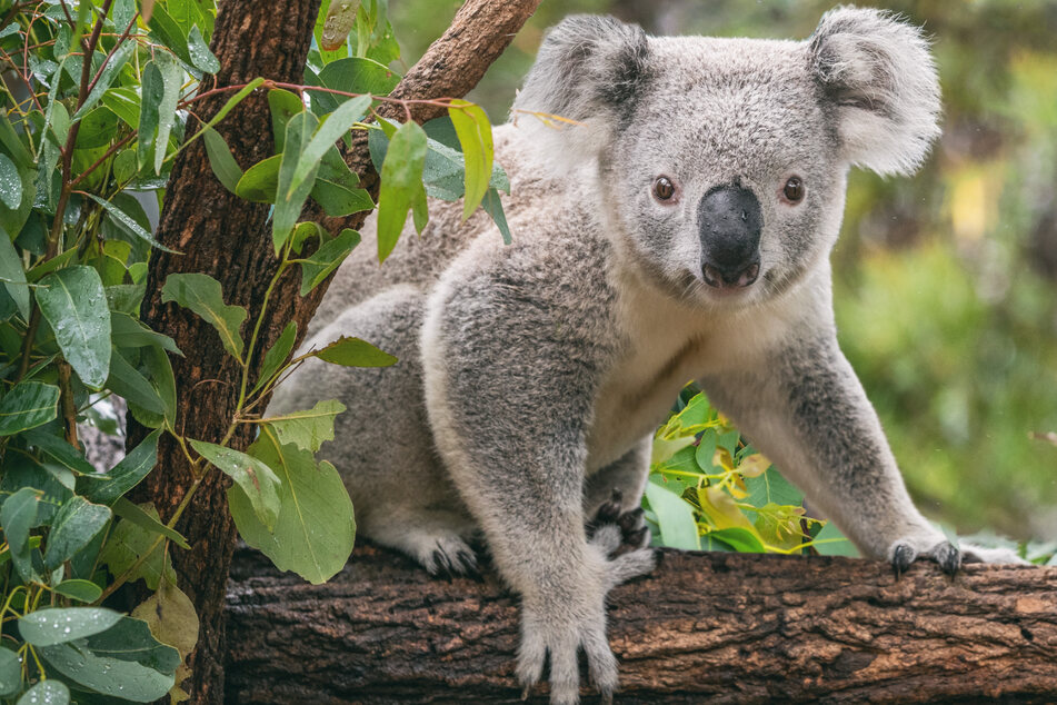Chlamydien bedrohen die Existenz der Koalas in Australien. (Symbolbild)