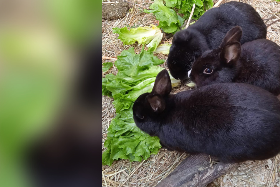 Freundschaft im Tierheim: Drei Kaninchen suchen zusammen neuen Besitzer