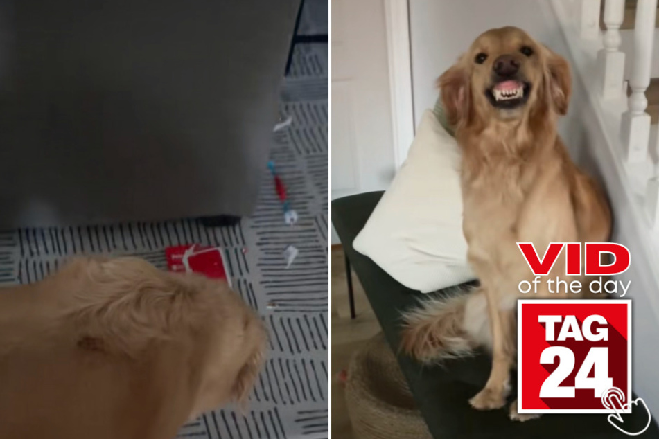 Today's Viral Video of the Day shows a dog who is caught looking tremendously (and hilariously) guilty after making a mess in his house!