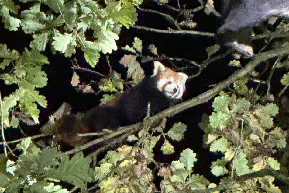 Die Feuerwehr hatte das Tier mithilfe einer Wärmebild-Drohne in dem Baum entdeckt.