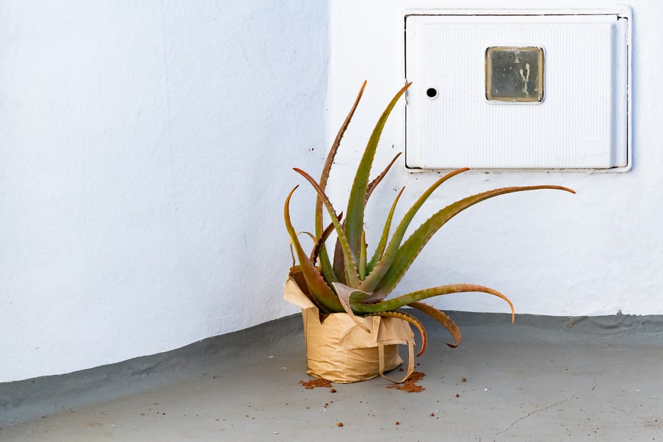 Braun wird die Aloe meist bei Überwässerung. Vertrocknet sie, färben sich die Blätter zunächst eher rötlich.