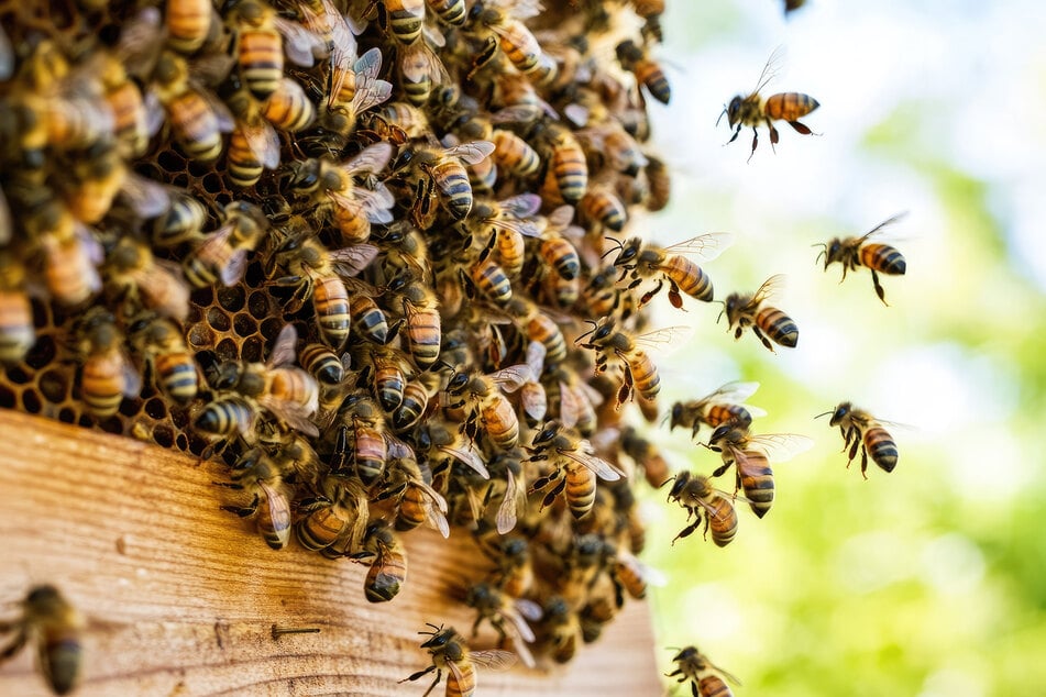 Velký roj včel by se měl vzpamatovat. Co tím mohl Nostradamus myslet?