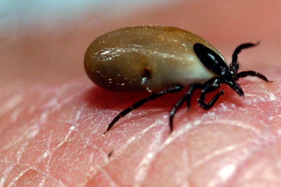 Mehr Zecken, mehr Ausflüge: Im vergangenen Jahr ist die Zahl der FSME- und Borreliose-Fälle in Bayern auf einen Rekordwert gestiegen. (Symbolbild)