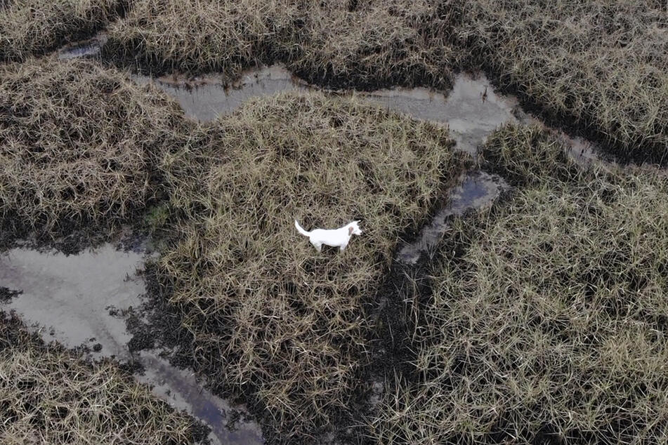 Dieses Drohnenfoto von Denmead Drone Search And Rescue zeigt den Jack-Russell-Whippet-Mischling Millie, die am 13. januar vermisst wurde, nachdem sie sich bei einem Spaziergang in Havant in Hampshire von der Leine gelöst hatte.