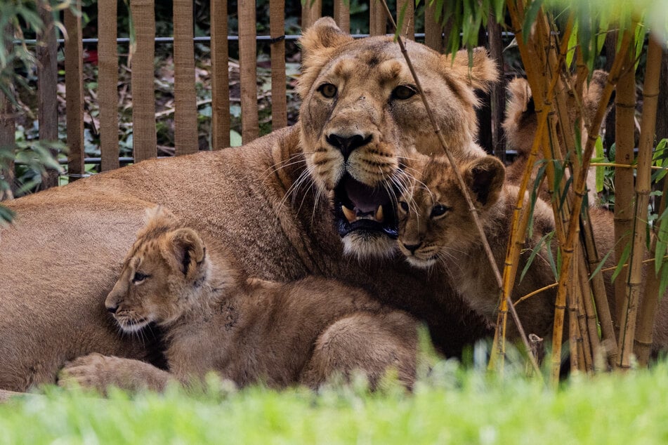 Löwenmama "Gina" wollte sich im Kölner Zoo nicht richtig um ihre Neugeborenen kümmern. (Archivfoto)