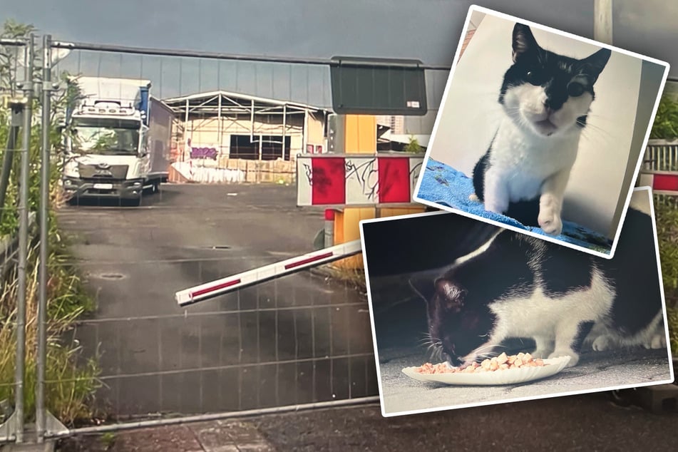 Abriss drohte: VOX-Sendung zeigt, was aus den Großmarkt-Katzen in Köln wurde