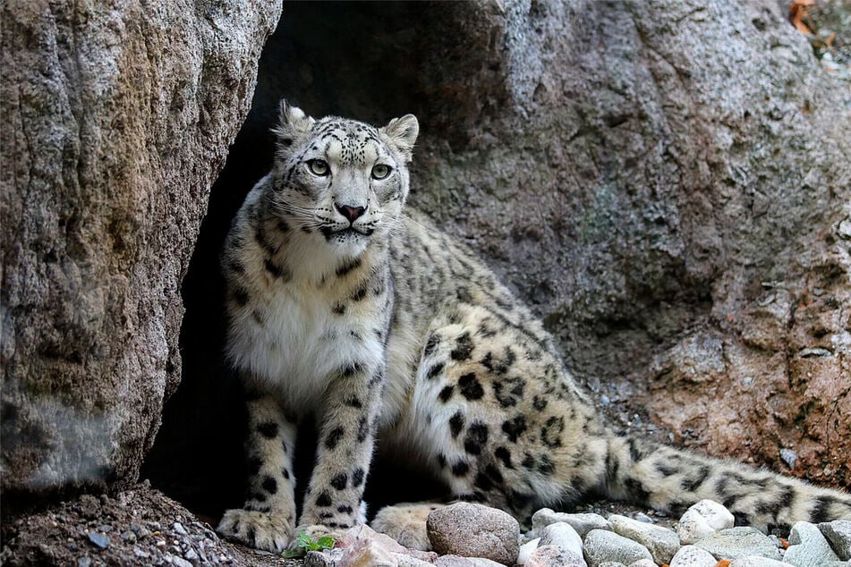 Schneeleoparden-Dame Chandra hat in der Vergangenheit schon für Nachwuchs gesorgt.