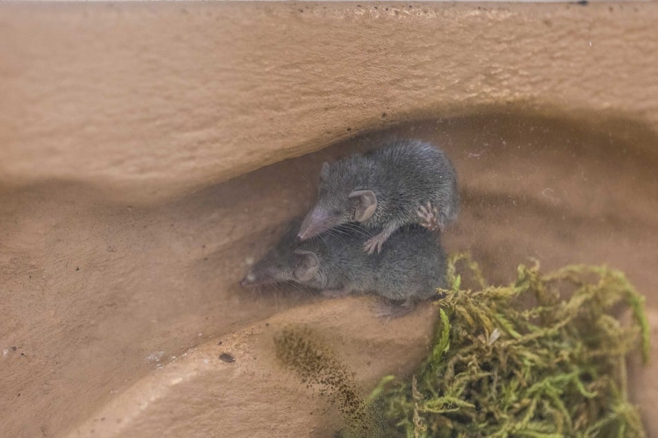 Für die Zucht sind sehr enge Gänge wichtig, damit die Tiere ständig Körperkontakt haben.