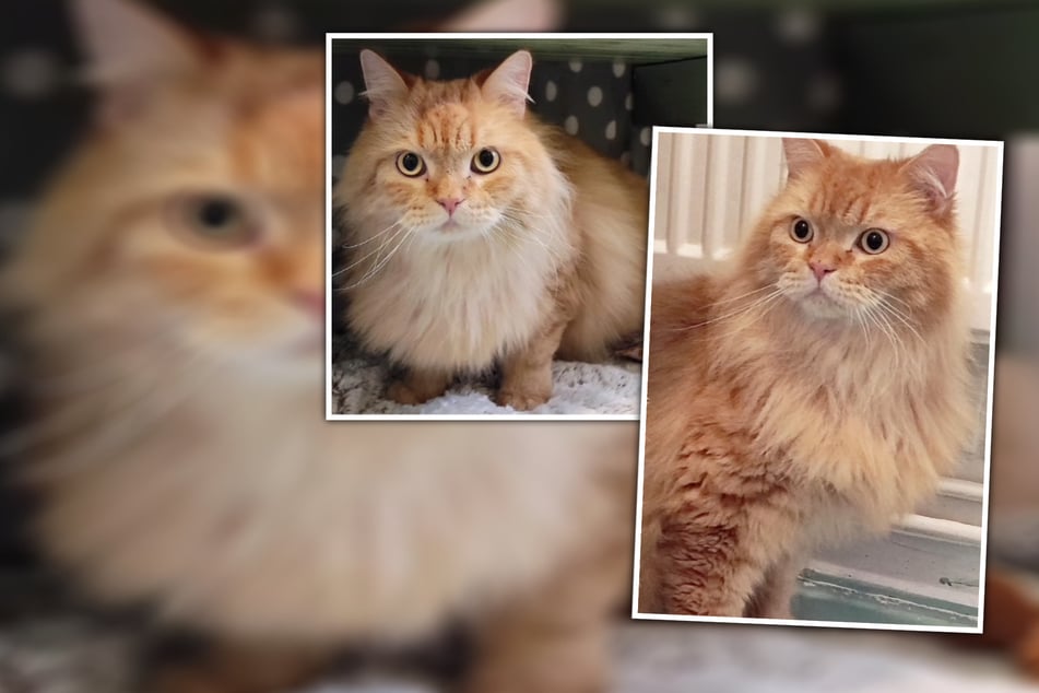 Schweren Herzens abgegeben: Sibirischer Schönling will Einzelprinz sein