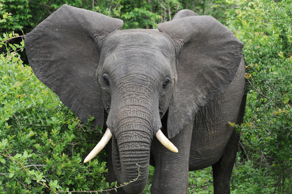 Elefanten zählen zu den größten und schwersten Tieren weltweit. (Symbolbild)